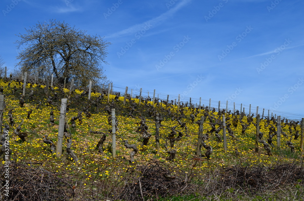 Obraz premium Paysage vignes fleuries au Printemps 
