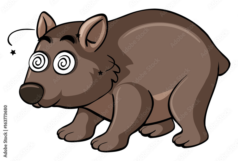 Wombat with dizzy face