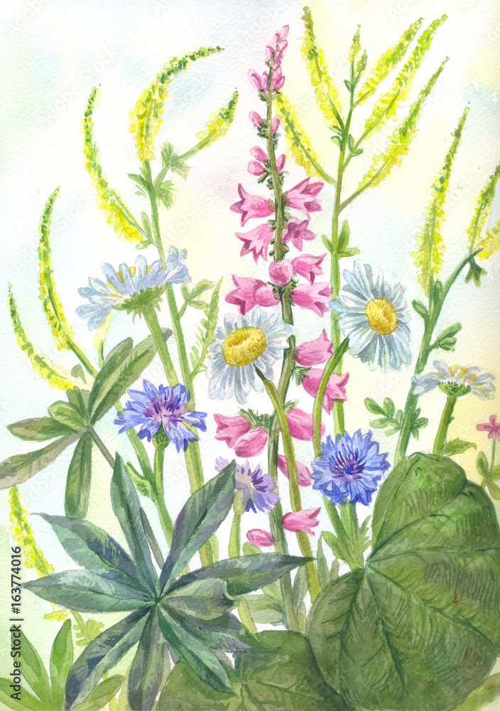 Composition of wild flowers. Watercolor illustration