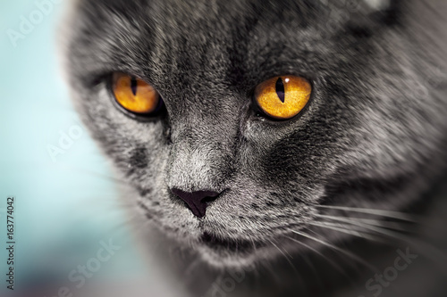 Closeup of beautiful luxury gorgeous grey british cat with vibrant eyes. Selective focus.