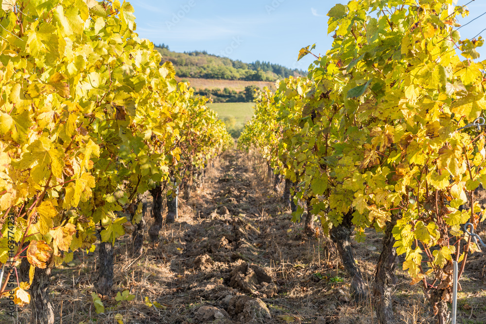 vigne en automne