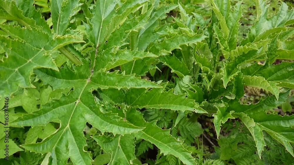 Hogweed leaves sway in the wind. Cow parsnip leaves Hogweed leaves sway in the wind. Cow parsnip leaves