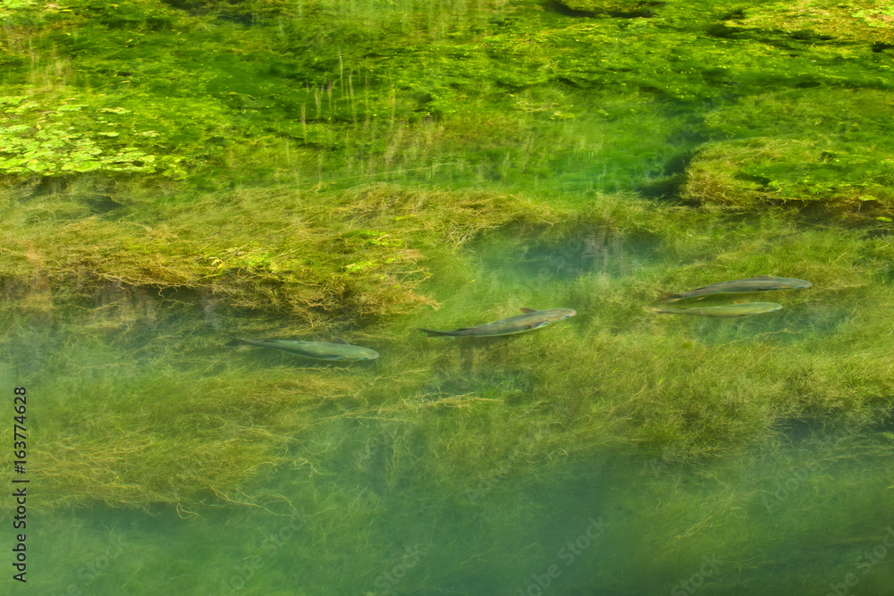 shoal of big fish swimming in boggy water