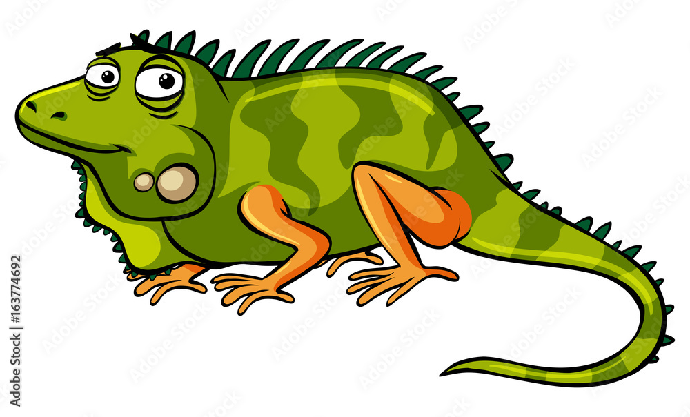 Fototapeta premium Green iguana on white background