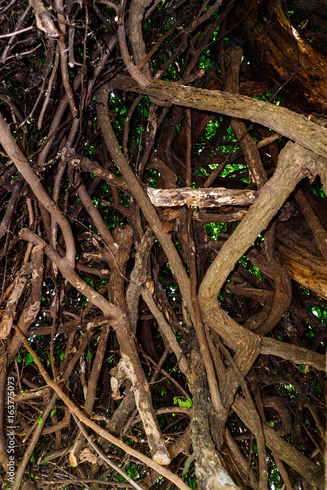 tree tree