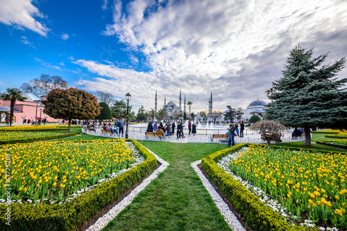 Traditional tulip Festival in Sultanahmet Square Park with view of Hagia Sophia a Greek Orthodox Christian patriarchal basilica  church  on background and colorful tulips on foreground