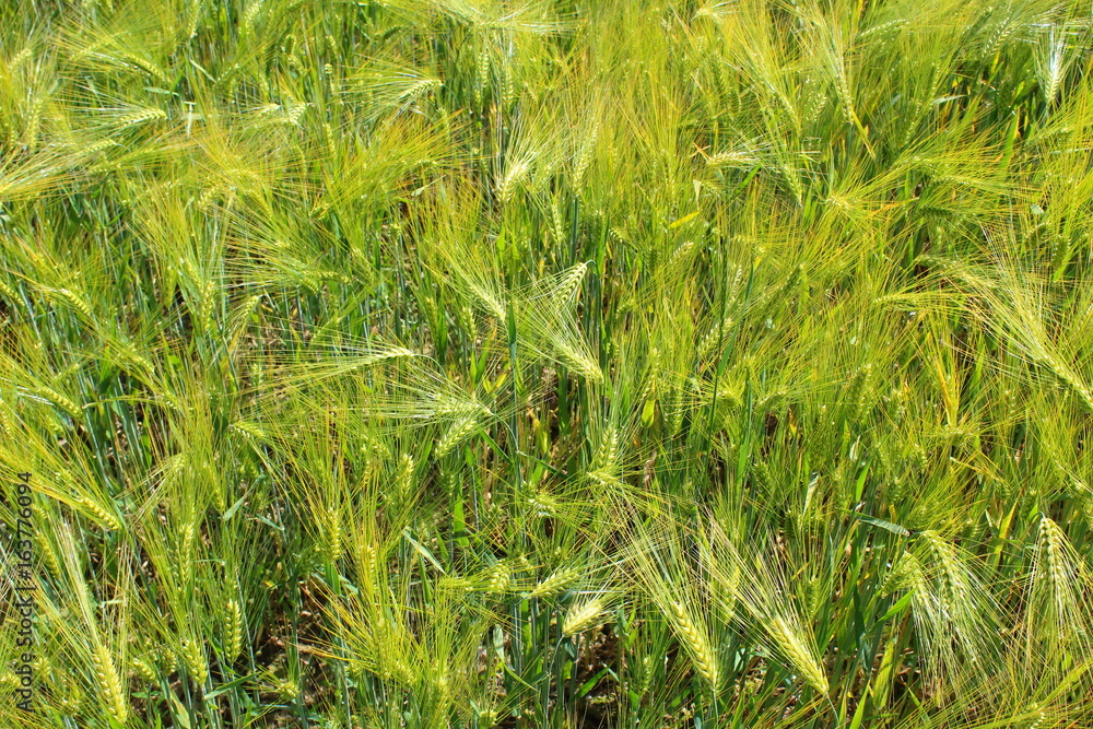 field of barley with barley ears field of barley with barley ears