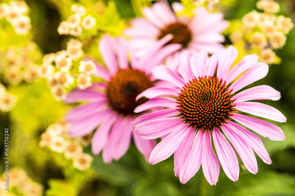 Echinacea purpurea, Heilpflanze der Indianerheilkunde Echinacea purpurea, Heilpflanze der Indianerheilkunde