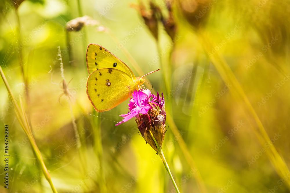 Golden Acht, nahe einer Falle einer Wespenspinne Golden Acht, nahe einer Falle einer Wespenspinne