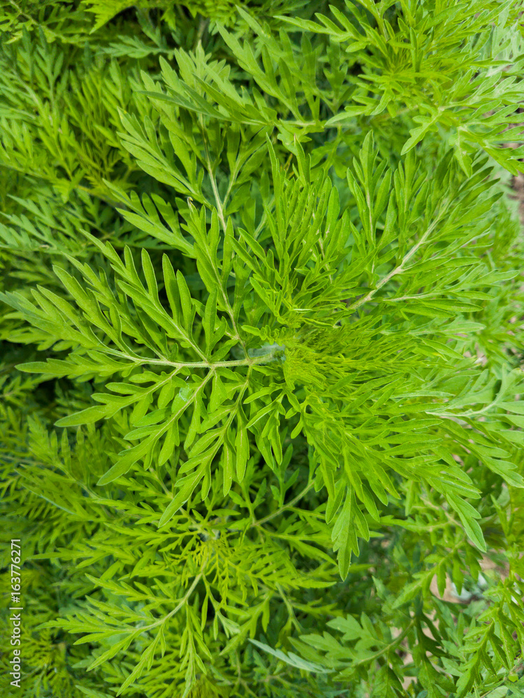 Young have not yet bloomed ambrosia Young have not yet bloomed ambrosia