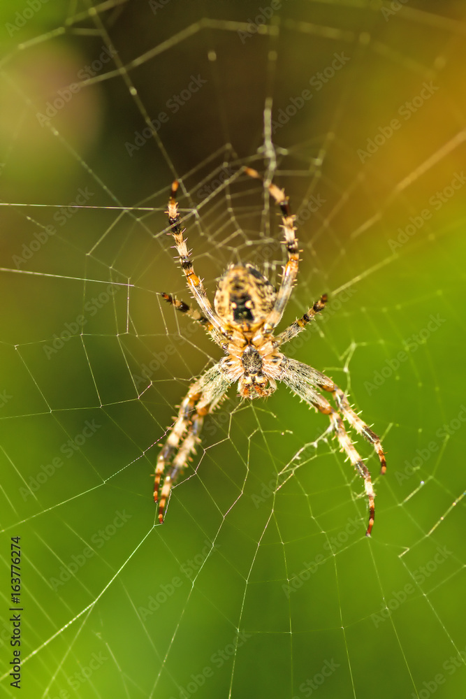 Kreuzspinne, Araneus diadematus, im Netz Kreuzspinne, Araneus diadematus, im Netz