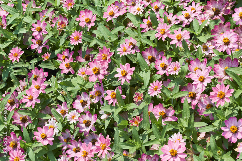 Zinnia flowers in flower bed