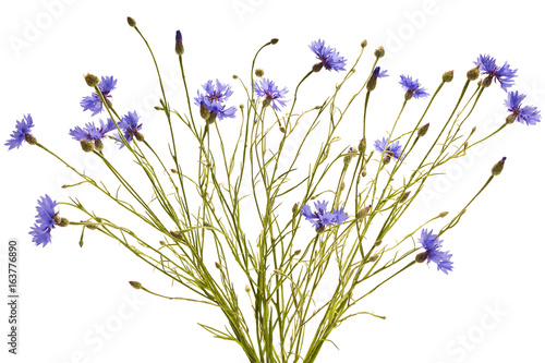 Bouquet of blue cornflowers on a white background