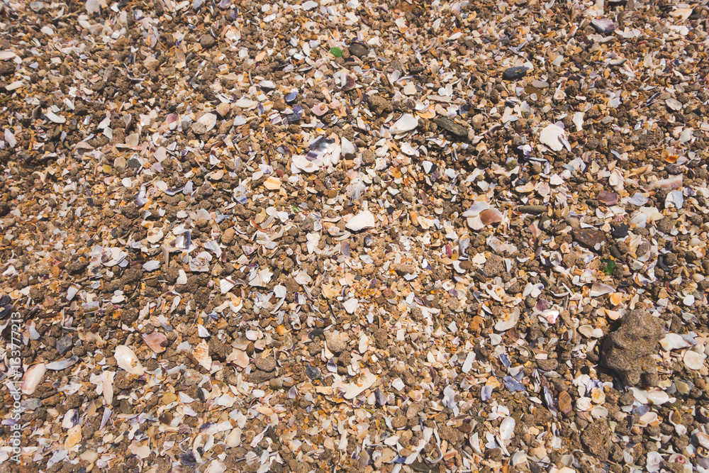close-up view of cracked sea shells and sand in a sunny day close-up view of cracked sea shells and sand in a sunny day