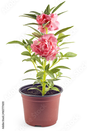 Beautiful blooming Garden Balsam (Impatiens balsamina L.) tree and flower in flower pot isolated on white background