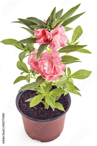 Beautiful blooming Garden Balsam  Impatiens balsamina L.  tree and flower in flower pot isolated on white background
