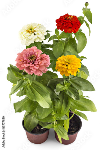 Beautiful pink, yellow, white and red zinnia fowerheads, Zinnia Elegans, in flower pot with green leaves. Close up view of zinnia flowers