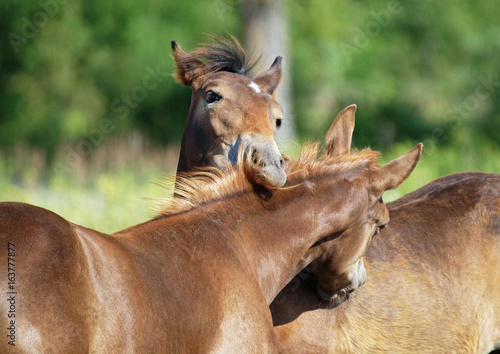 Foto Two nice foals communicate  on a pasture