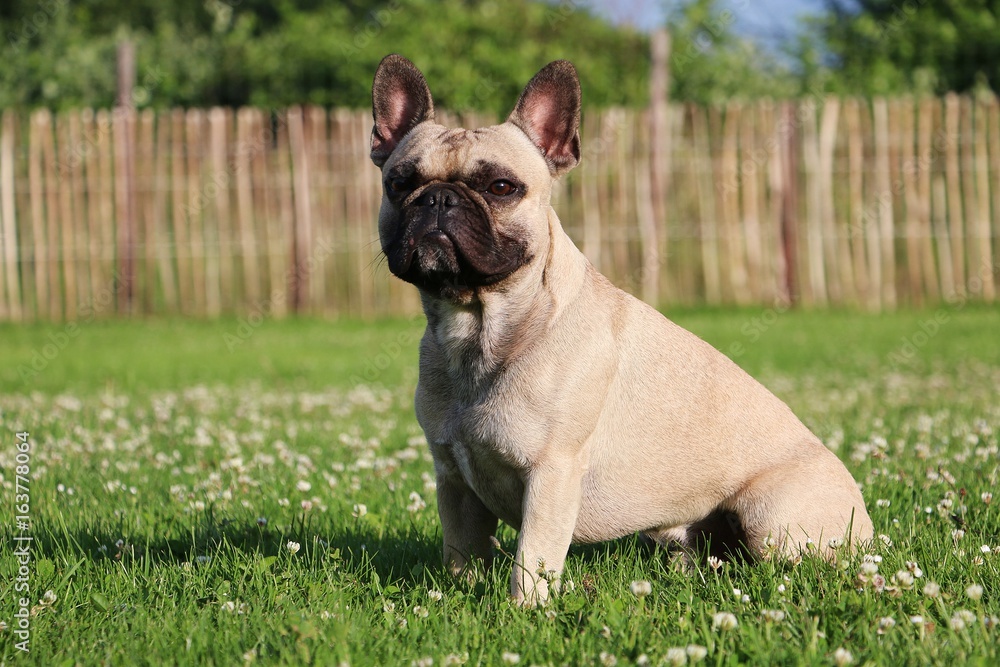 französische bulldogge hat spaß im garten