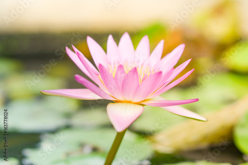 Lotus and blurred light. Blur background.