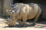 Rhinocéros, Zoo
