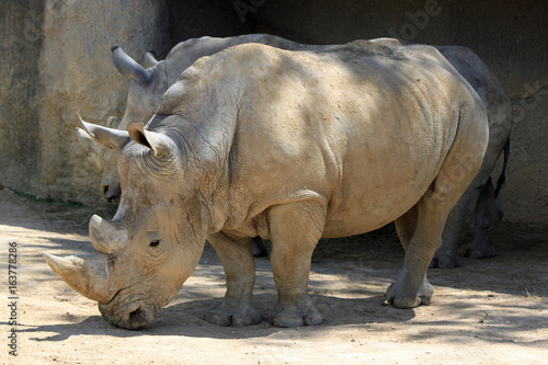 Rhinoc  ros  Zoo
