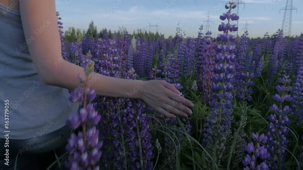 Hand girl touches purple flowers in a beautiful field at sunset. Slow motion Hand girl touches purple flowers in a beautiful field at sunset. Slow motion