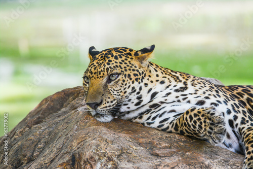 Fototapeta Naklejka Na Ścianę i Meble -  Leopard lying on rock