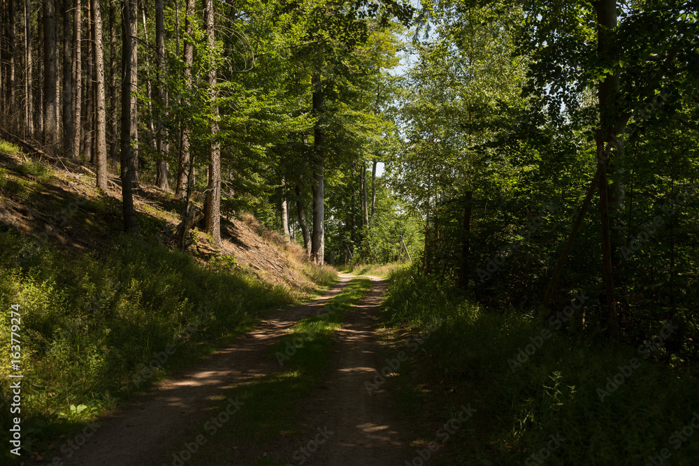 Waldweg