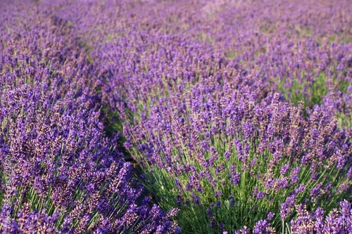 Beautiful Lavender Field  Male Levare- Slovakia  Europe- JULY.6.2017