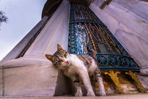 Photography Istanbul homeless cat on the corner of a marble wall in the town of Istanbul,Turkey