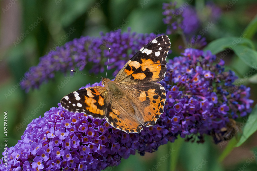 Bunter Schmetterling auf lila Flieder Bunter Schmetterling auf lila Flieder