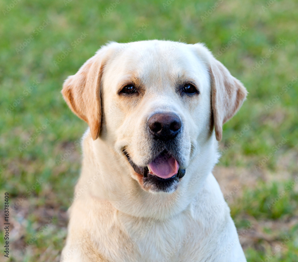 Beautigul Yellow Golden Labrador