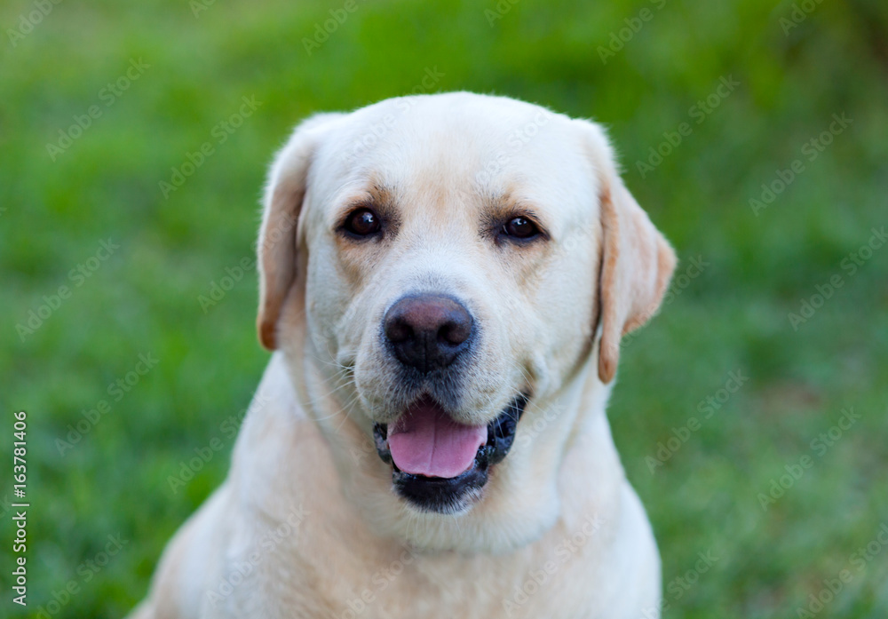 Beautigul Yellow Golden Labrador Beautigul Yellow Golden Labrador