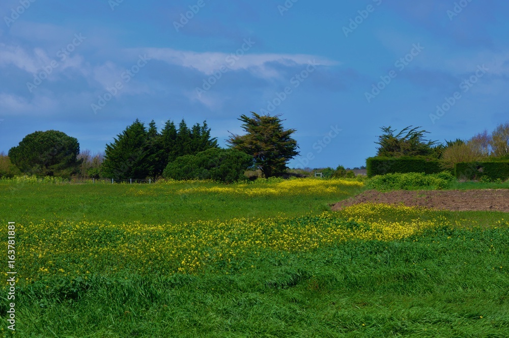 Fototapeta premium paysage verdoyant/ jardins de Chassiron sur l'île d'Oléron(17)