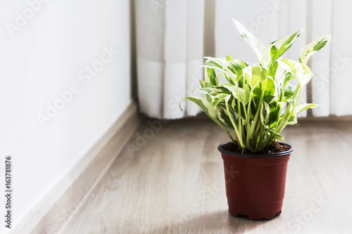 Home and garden decoration of golden pothos in the bedroom photo