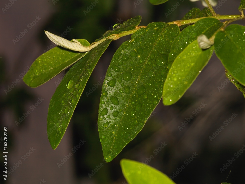 Rain drops on leaves Rain drops on leaves
