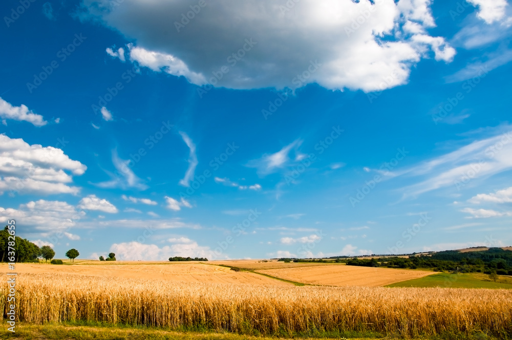 Landschaft, Kornfeld, blauer HImmel Landschaft, Kornfeld, blauer HImmel