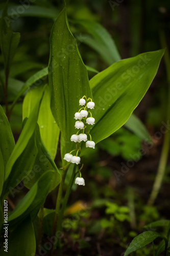 Beautiful Flower White Convallaria Majalis With Leaves Grow In Spring Forest.