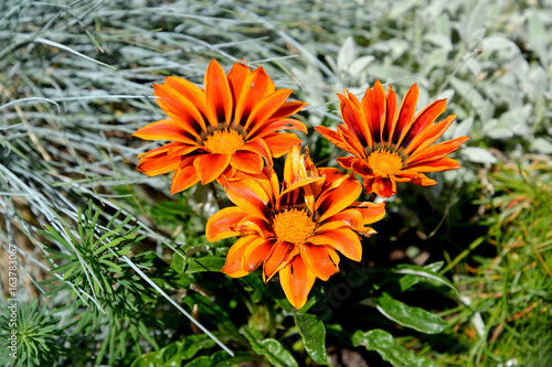 Orange flowers of a gazaniya (gatsaniya) hardish (Gazania rigens (L.) Gaertn.) photo