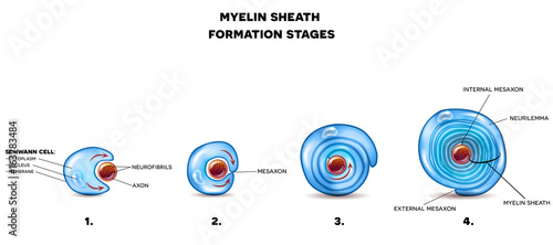 Myelin sheath of the neuron
