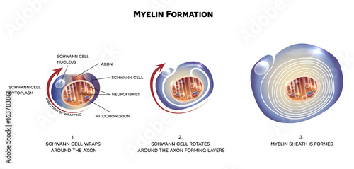 Myelin sheath of the neuron. A schwann cell envelops and rotates around the axon forming myelin sheath, now axon is myelinated photo