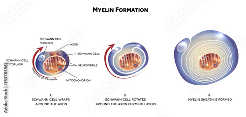 Myelin sheath of the neuron. A schwann cell envelops and rotates around the axon forming myelin sheath, now axon is myelinated