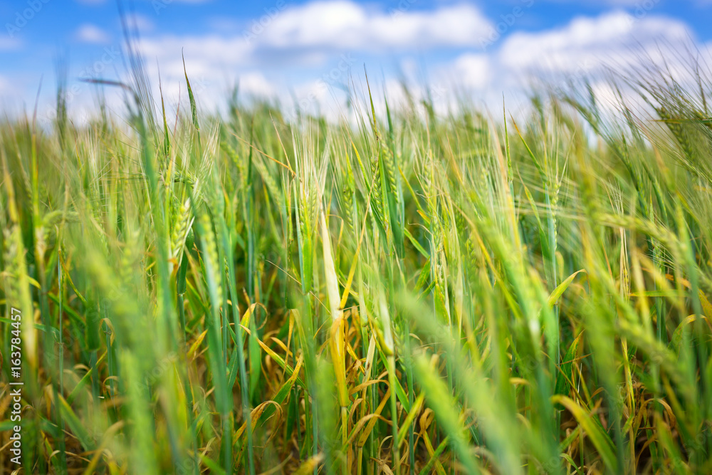 Fototapeta premium Growing green field of wheat on the meadow, Poland