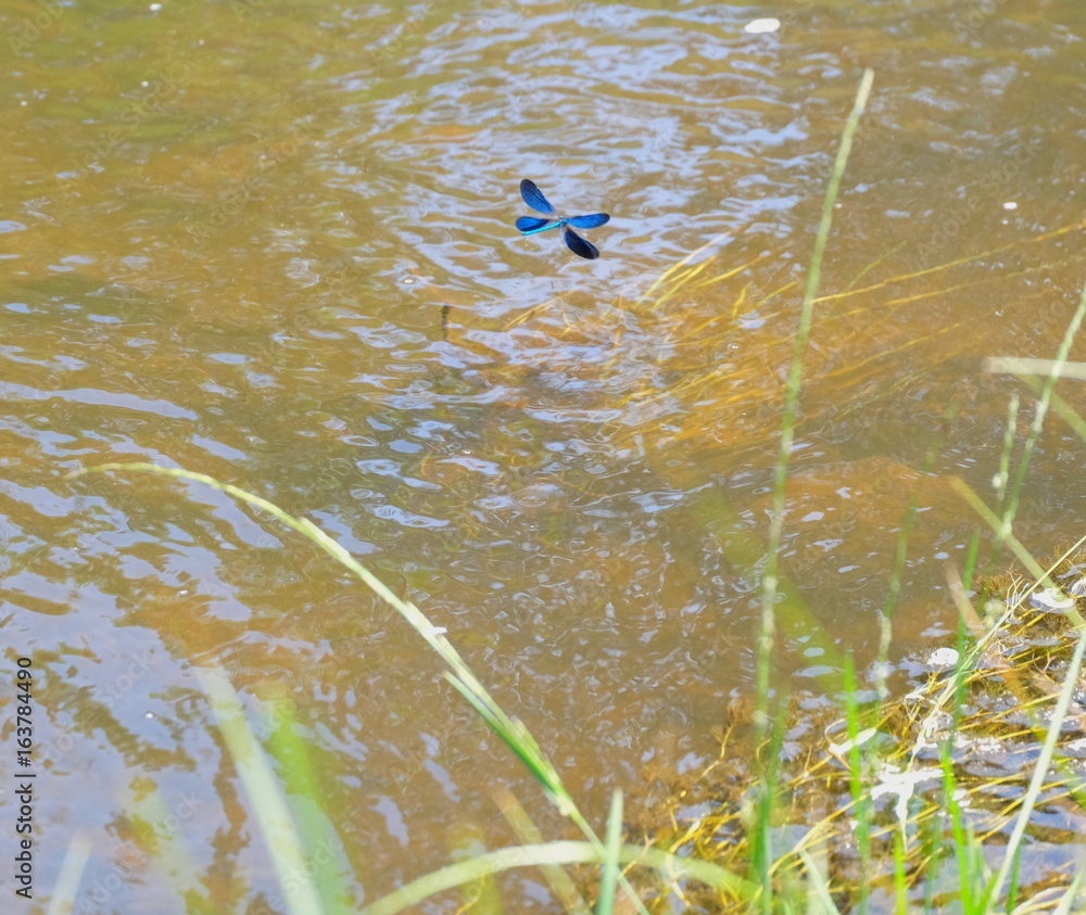 Flight dragonfly