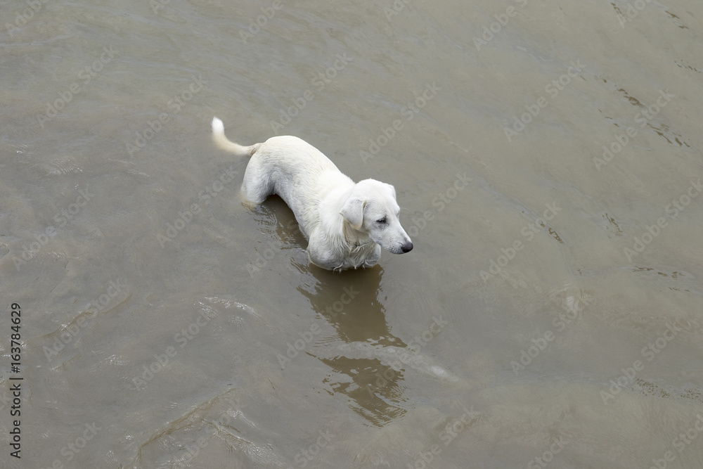 A white dog is immersed in water it wet and cute. A white dog is immersed in water it wet and cute.