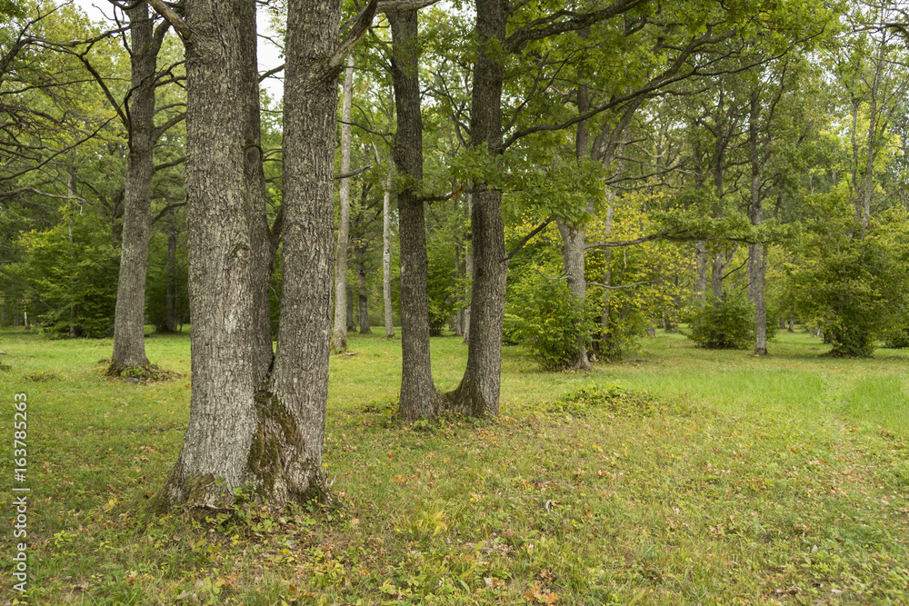 Fototapeta premium Wooded meadows of Nadrema (Estonia)