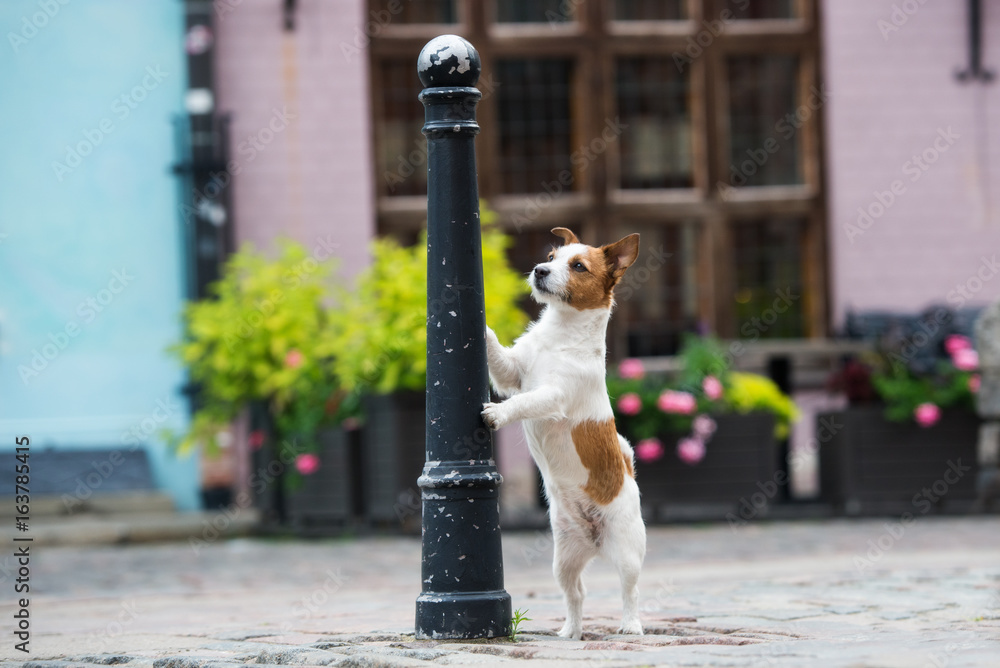 jack  russell terrier dog posing in the city