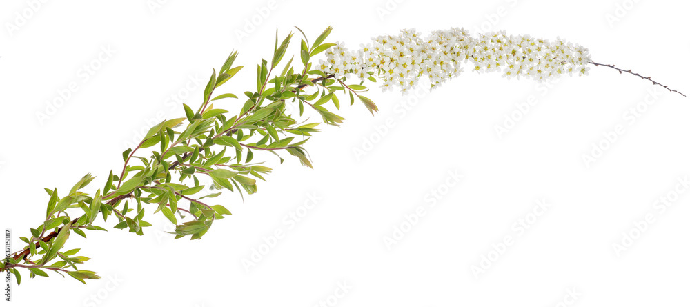 spring isolated branch with small white blooms spring isolated branch with small white blooms