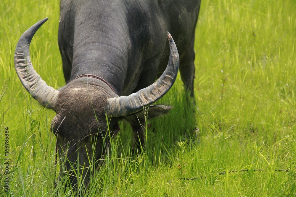 Obraz premium Buffalo is a four-foot animal that feeds on milk. Have a long time to eat grass. I like to live outdoors naturally.